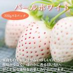 先行受付 産いちご パールホワイト いちご