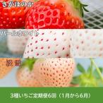 3種いちご イチゴ 苺:B775-001