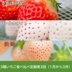 3種いちご食べ比べ 苺 イチゴ:B395-007