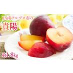 ふるさと納税 【2025年/令和7年発送先行予約】すもも「貴陽」約1.8kg ALPAA024 | すもも 山梨県産すもも 貴陽 高評価すもも 甘いすもも.. 山梨県南アルプス市