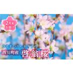 fu.... налог FYN9-293 [2026 год 2 конец месяца доставка ] Yamagata префектура запад река блок производство .. Sakura 1 пачка (80cm×10шт.@) 2026 год 2 месяц последняя декада из последовательный отправка Hinamatsuri . праздник . индустрия.. Yamagata префектура запад река блок 