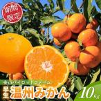 みかん 早生温州みかん 10kg