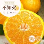 紀州有田産不知火 しらぬひ 約5kg
