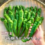 万願寺とうがらし 2kg