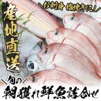鮮魚 詰合せ 朝どれ鮮魚 新鮮 海の幸