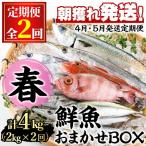 春の鮮魚BOX 朝獲れ発送 鮮魚問屋が厳選したおまかせ鮮魚