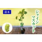 ふるさと納税 【先行予約】 果樹苗 ぶどう シャインマスカット 苗木 植物 苗 マスカット 2025年10月中旬より発送開始 オンライン決済限定 静岡県藤枝市