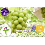 ふるさと納税 JAフルーツ山梨 甲州市産シャインマスカット 1房【60】【2026年発送】B-107 シャインマスカット フルーツ 山梨県甲州市