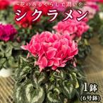 シクラメン 6号鉢 1鉢 鉢植 クリスマス 鉢花