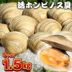 漁師直送 活ホンビノス貝1.5kg Sサイズ