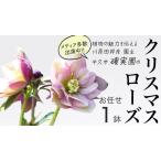 fu.... налог { предшествующий предварительный заказ }[ факт . оригинал ] морозник ( случайный 1 пункт ) Ibaraki префектура корова . город 