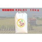 特別栽培米 キヌヒカリ 10kg