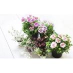 花のある暮らしで心もハッピー 季節の寄せ植え6ヵ月コース