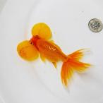 金魚 水泡眼 観賞魚 生体 自家繁殖