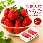 完熟 かおり野 2パック