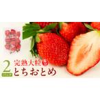 完熟 とちおとめ 260g×2パック