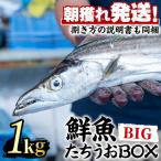 鮮度が命 鮮魚問屋が厳選した 鮮魚たちうおビッグサイズBOX…