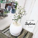 ソフォラ cocoha 観葉植物 グリーン