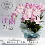 デンファレ 洋蘭 7本