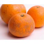 ふるさと納税 家庭用 はっさく10kg＋250g（傷み補償分）【八朔みかん】【訳あり・わけあり】［IKE30］ 和歌山県那智勝浦町