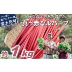 赤いルバーブ フレッシュ 約1kg