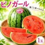 黒こだますいか 誘惑のひとみ 1玉