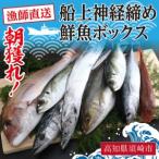 朝獲れ 直送 大漁コース 冷蔵 魚種お任せ 水揚げ