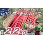 ふるさと納税 【25年発送先行予約】赤いルバーブ・フレッシュ 約2.2kg ※配送不可地域あり 野菜 ルバーブ 西洋野菜 食物繊維 カリウム カルシ.. 長野県富士見町