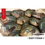 グレ 生 3枚卸し× 2匹分 煮付け ムニエル