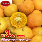 シークヮーサー 完熟フルーツシークヮーサー 約3kg