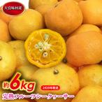 シークヮーサー 完熟フルーツシークヮーサー 約6kg