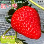 くまさん農園 愛媛のブランドいちご 完熟