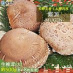 芳醇な香り&超肉厚 産原木椎茸 霧源 MUgEN