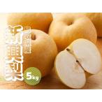 ふるさと納税 新興梨 約5kg 6〜18玉前後 先行予約受付 2026年秋冬収穫分 鳥取県産 ナシ しんこうなし 5キロ TM33 0689 鳥取県江府町