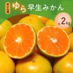 \光センサー選別 こだわりの青切りみかん 約2kg
