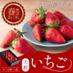 米村農園 大粒いちごB 9~15粒程度×1セット