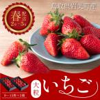 米村農園 大粒いちごA 9~15粒程度×2セット