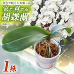 胡蝶蘭 苗1株 洋蘭 苗