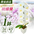 胡蝶蘭 1鉢