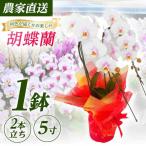 胡蝶蘭 1鉢