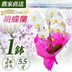 胡蝶蘭 1鉢