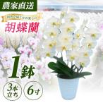 胡蝶蘭 1鉢
