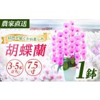 胡蝶蘭 1鉢