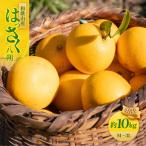 和歌山産 八朔 秀品 10kg