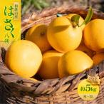和歌山産 八朔 秀品 5kg