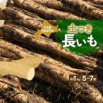長いも 青野農園 土つき