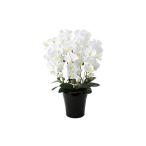 光の楽園 ロイヤル胡蝶蘭5本立W AB 植物