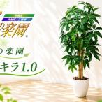光の楽園 パキラ1.0 植物 造花