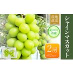 ふるさと納税 【先行予約】シャインマスカット 大粒約1.2kg(600g前後×2) ｍ＆ｎ果実園《8月下-10月上旬頃より出荷予定》和歌山県 紀の.. 和歌山県紀の川市