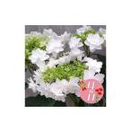 fu.... налог [ предшествующий предварительный заказ ] День матери .! гортензия Propo -z four You 2026 год 5 месяц c последовательный отправка online расчет ограничение цветок цветок Shizuoka префектура Fujieda город 